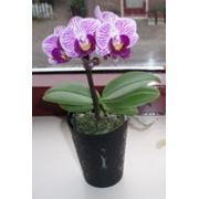 Орхидея (Фаленопсис) карликоваяпродажапоставкареализациязаказать сейчасКиевУкраина фото