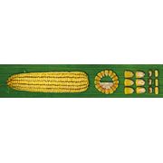 Гибриды кукурузы среднепоздние Днепровский 425 МВ (ФАО 400)