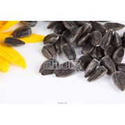 Семена подсолнечника фото
