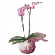 Орхидея Фаленопсис розовая фото