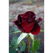 Саженцы роз сорта Блэк-меджик. Посадочный материал цветов фото