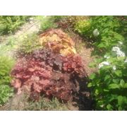 Растения на осень.Многолетники тиссельможжевельники от питомника декоративных растений в Крыму фото