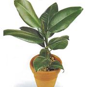 Фикус каучуковый каучуконосный эластика (Ficus Elastica) купить