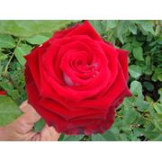 Розы чайно гибридне саженцы роз купить розы чайно гибридные саженцы роза госпел. фото
