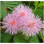 Мимоза стыдливая (Mimosa Pudica)