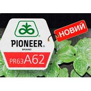Семена подсолнечника Пионер ПР63А62 (Pioneer PR63А62) фото