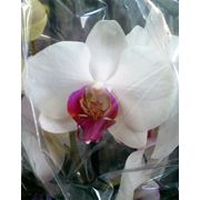 Орхидеи Фаленопсис фотография