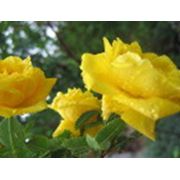 Цветы многолетние: Розы Лилии фото