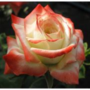 Розы со смешанной окраской фото
