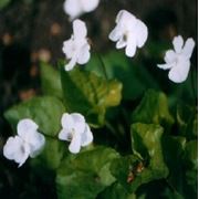 Фиалка “Albiflora” фотография