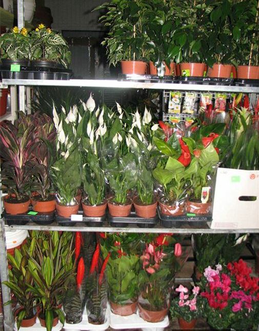 Цветок Орхидея Фаленопсис d 12 см h 60 см - купить в О'КЕЙ - Купер, цена на Мега - Товар на картинке можно купить.