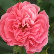Мери Розе, розы, английские