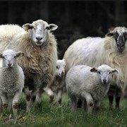 Племенные овцы, ягнята, ярки, разведение, продажа. Скот крупный рогатый мясо-молочных пород