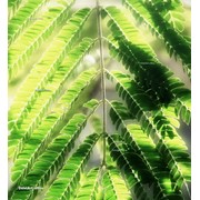 Фотокартина на холсте “Листья линкоранской акации“ фото