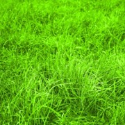 Сочные зеленые корма фото