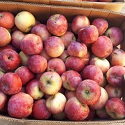 Товары для здоровья и красоты яблоки свежие сорта “Флорина“ фото