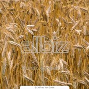 Пшеница крупными партиями фотография