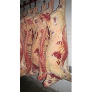 Мясо коровы в полутушах 2 категория фото