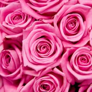 Розовые Розы “Аква“ фото