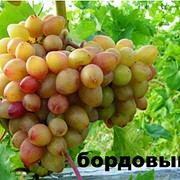 Саженцы винограда Багровый 1-13-34