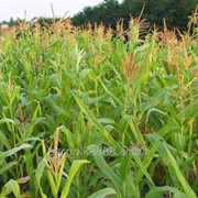 Кукуруза посевная ЕС Сигма (Euralis) фото