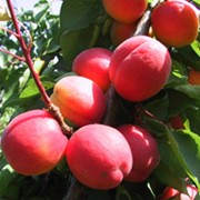 Саженцы, плодовые деревьея фото