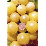Черенки винограда Виноград Антоний Великий, продажа, доставка фотография