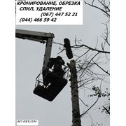 Спил деревьев цена. Спил деревьев Киев. Спиливание деревьев Киев. фото