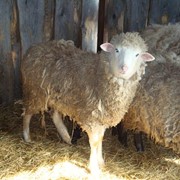 Продажа племенных овец Цигайской породы, овцы племенные Приазовский Цигай