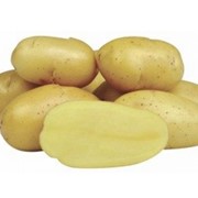 Картопля насіннева сорту Мірабелла