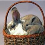 Кролик (натуральный мех) фото