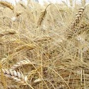 Обыкновенная пшеница, экспорт