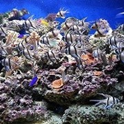 Абонентское обслуживание аквариумов фото