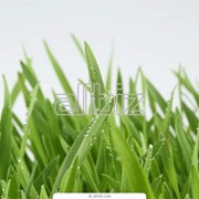 Семена газонных трав