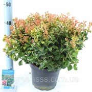 Леукотоэ Curly Red -- Leucothoe Curly Red