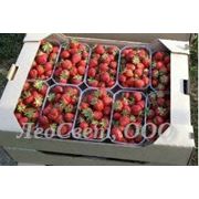 Пластиковые лотки для упаковки ягод клубники Украина купить цена. фотография