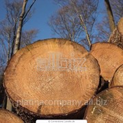 Пиломатериалы: Круглый лес фото