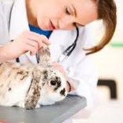 Диагностика и лечение животных