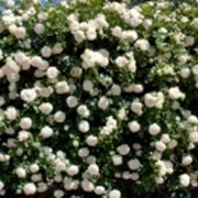 Розы плетистые. Плетистая (клаймер) Роза “Пале Рояль“ (Palais Royal, White Eden) фото