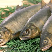 Переработка рыбной продукции фото