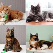 Полудлинношерстные котята Курильского бобтейла