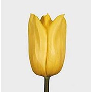 Срезанный цветок Тюльпан Strong Gold