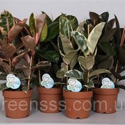 Фикус эластика (каучуконосный) -- Ficus elastica фото