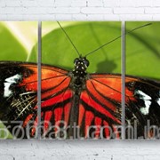 Модульна картина на полотні Метелик код КМ100180-003 фото