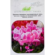 Цветы Цикламен Персидский Крупноцветковый (смесь) (5 шт) фото