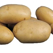 Картофель (Импала) оптом по Украине