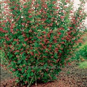 Смородина Ribes sanguineum Brianjou 40 – 60
