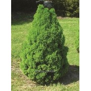 Ель канадская сизая «Коника» — Picea glauca conica фото
