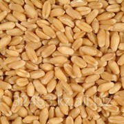 Пшеница мягкая оптом от производителя от 500тн. Экспорт. Качество