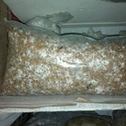 Мицелий грибной купить в Казахстане фото